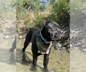 Father of the Cane Corso puppies born on 05/22/2022