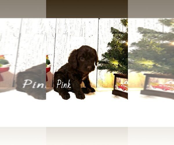 Medium Photo #1 Springerdoodle Puppy For Sale in TERRE HAUTE, IN, USA