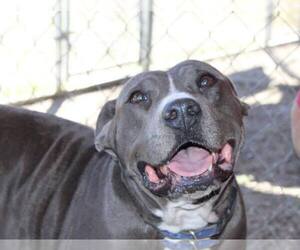 Mutt Dogs for adoption in Abbeville, LA, USA