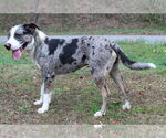 Small #2 Catahoula Leopard Dog Mix
