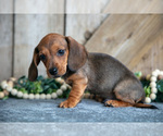 Small #2 Dachshund
