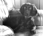 Small Photo #4 Boykin Spaniel Puppy For Sale in BELTON, SC, USA