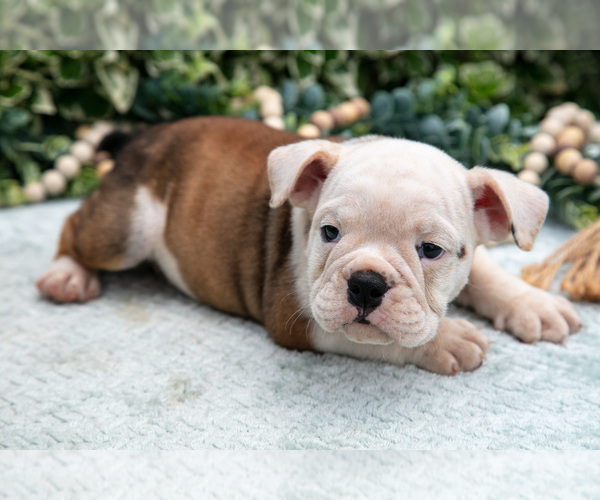 Medium Photo #16 English Bulldog Puppy For Sale in GORDONVILLE, PA, USA