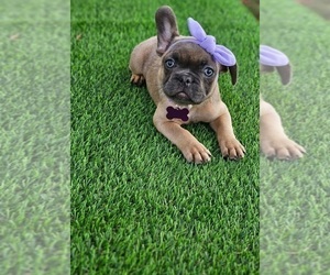 French Bulldog Puppy for sale in INDIANAPOLIS, IN, USA