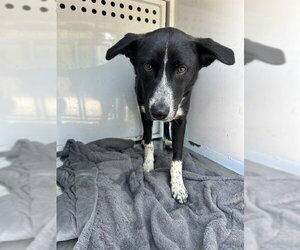 Border Collie-Unknown Mix Dogs for adoption in Martinez, CA, USA