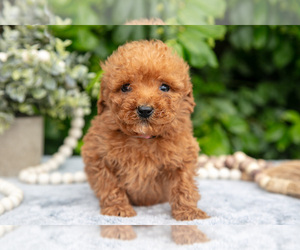 Medium Goldendoodle (Miniature)