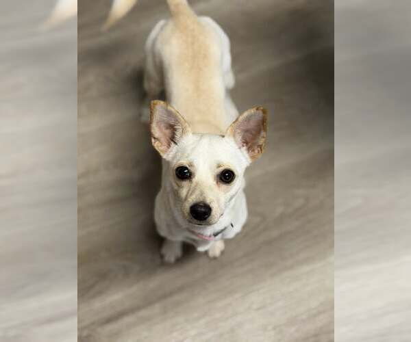 Medium Photo #3 Chihuahua Puppy For Sale in Arlington, VA, USA