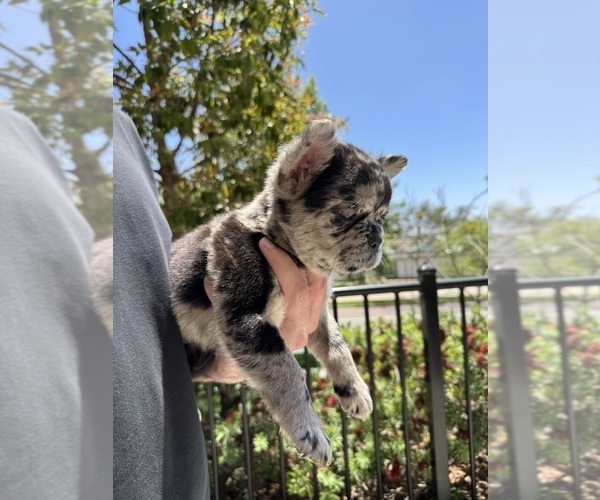 Medium Photo #8 French Bulldog Puppy For Sale in SAN DIEGO, CA, USA