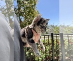 Small #7 French Bulldog