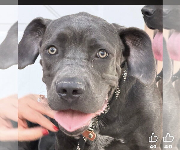 Medium Photo #5 Mutt Puppy For Sale in Goodyear, AZ, USA