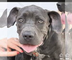 Small #4 Mutt