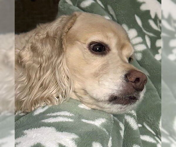 Medium Photo #2 Cocker Spaniel Puppy For Sale in Arlington, VA, USA