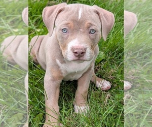 Medium American Bully