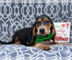 Beagle Puppy for sale in LAKELAND, FL, USA