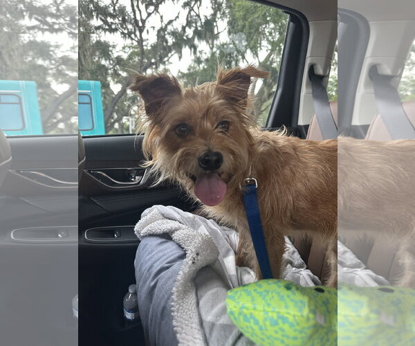 Medium Photo #3 Cairwich Terrier Puppy For Sale in Valrico, FL, USA