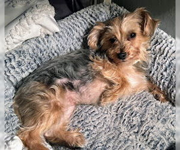 Medium Photo #3 Mutt Puppy For Sale in Westmont, IL, USA
