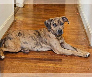 Catahoula Leopard Dog-Unknown Mix Dogs for adoption in FRAMINGHAM, MA, USA