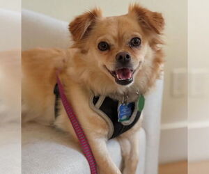 Chiranian Dogs for adoption in Bellevue, WA, USA