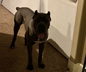 Father of the Cane Corso puppies born on 12/21/2025