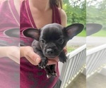 Small #11 French Bullhuahua