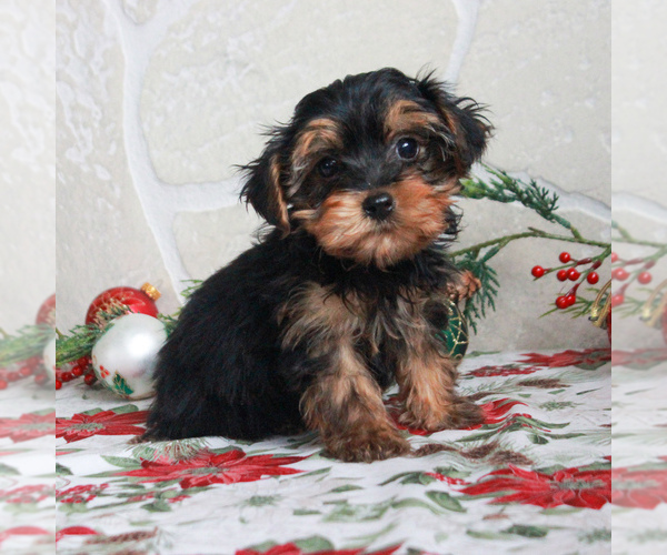 Medium Photo #3 YorkiePoo Puppy For Sale in GORDONVILLE, PA, USA