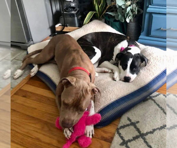 Medium Photo #26 American Pit Bull Terrier-Unknown Mix Puppy For Sale in Germantown, OH, USA