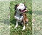 Small #5 American Pit Bull Terrier Mix