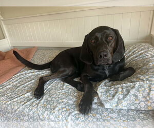 Mutt Dogs for adoption in Clinton , MI, USA