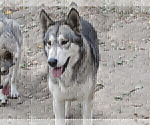 Father of the Wolf Hybrid puppies born on 01/01/2022