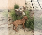 Small Photo #98 Rhodesian Ridgeback Puppy For Sale in MORONGO VALLEY, CA, USA