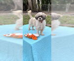Small #13 Shih Tzu