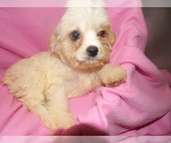 Medium Photo #2 Cavachon Puppy For Sale in PATERSON, NJ, USA