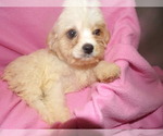 Small Photo #2 Cavachon Puppy For Sale in PATERSON, NJ, USA