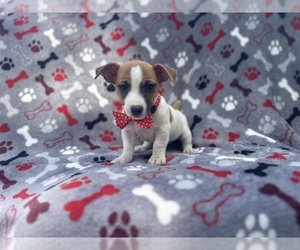 Jack Russell Terrier Puppy for sale in LAKELAND, FL, USA