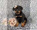 Small #1 Rottweiler