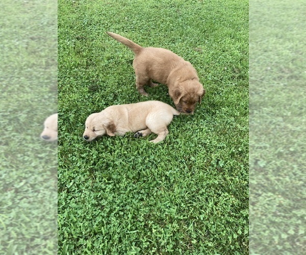 Medium Photo #2 Golden Retriever Puppy For Sale in COON VALLEY, WI, USA