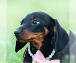 Puppy Fifi AKC Dachshund