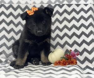German Shepherd Dog Puppy for sale in CEDAR LANE, PA, USA