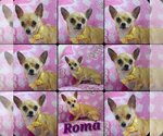 Small Photo #4 Chihuahua Puppy For Sale in Plantation, FL, USA