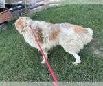 Small #5 Great Pyrenees Mix