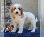 Small #2 Goldendoodle
