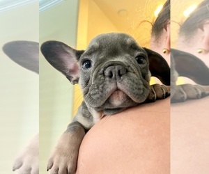 French Bulldog Puppy for sale in LAKEWOOD RANCH, FL, USA