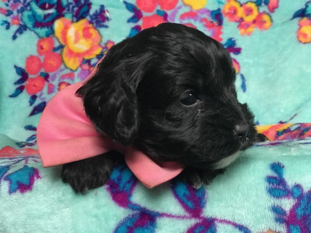 Medium Photo #1 Cocker Spaniel-Poodle (Miniature) Mix Puppy For Sale in LANCASTER, PA, USA