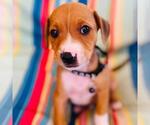 Small #7 Labrador Retriever Mix