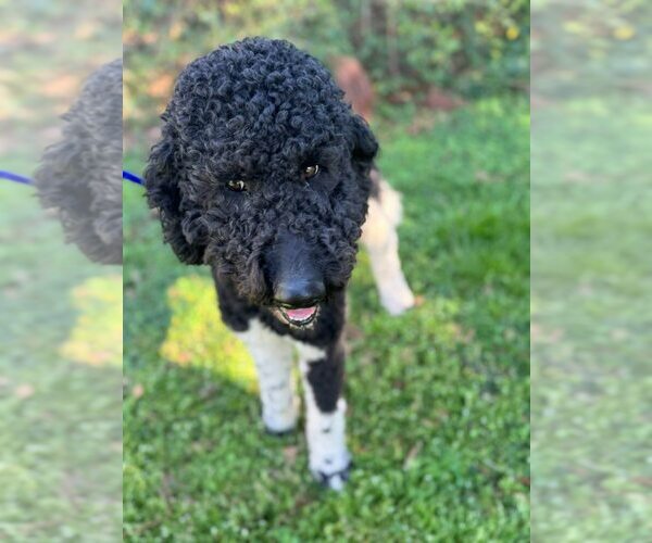 Medium Photo #4 Golden Retriever Puppy For Sale in New York, NY, USA