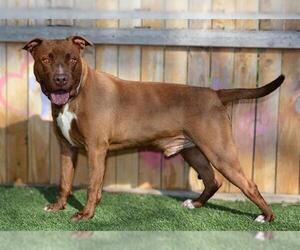 Mutt Dogs for adoption in West Valley, UT, USA