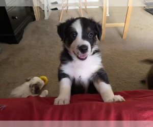 Border Collie Puppy for sale in VISTA, CA, USA