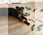 Small #5 American Pit Bull Terrier Mix
