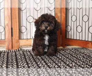 Poodle (Toy) Puppy for sale in NAPLES, FL, USA