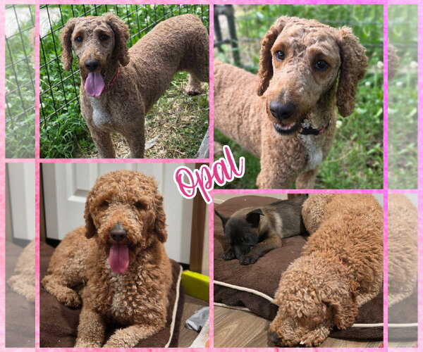 Medium Photo #1 Poodle (Miniature) Puppy For Sale in Blacksburg, SC, USA